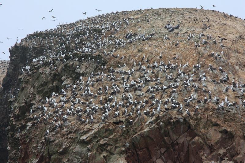 1132-Isole Ballestas,19 luglio 2013.JPG